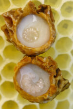 Φρέσκος Βασιλικός Πολτός - Image 3